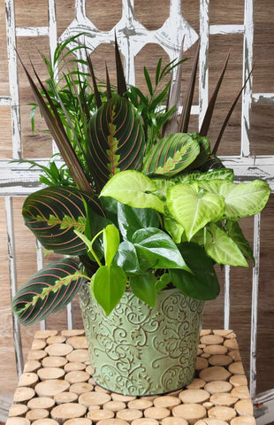 Dish Gardens in a Tin Vase