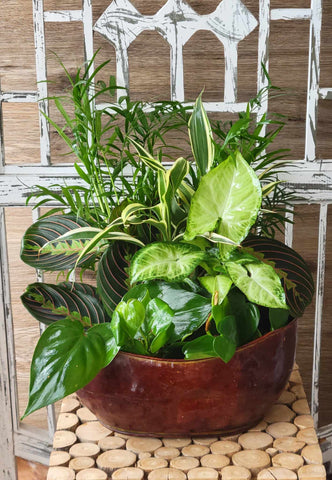 Dish Gardens in a Tin Vase