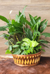 Dish Gardens in Woodchip Baskets