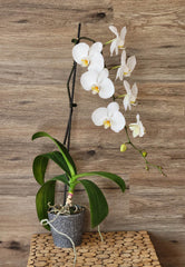 Orchids