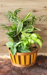 Dish Gardens in Woodchip Baskets