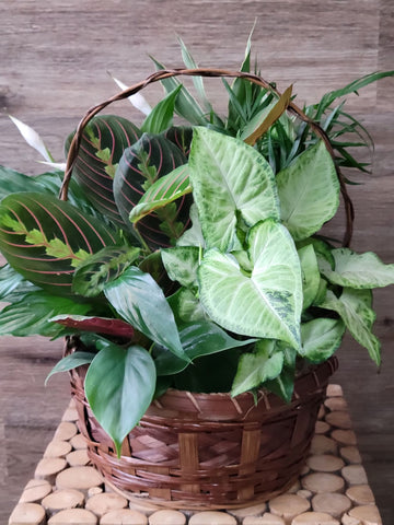 Dish Gardens in Handled Baskets